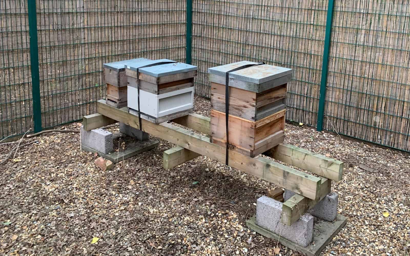 Beehives on wooden stand in garden enclosure.