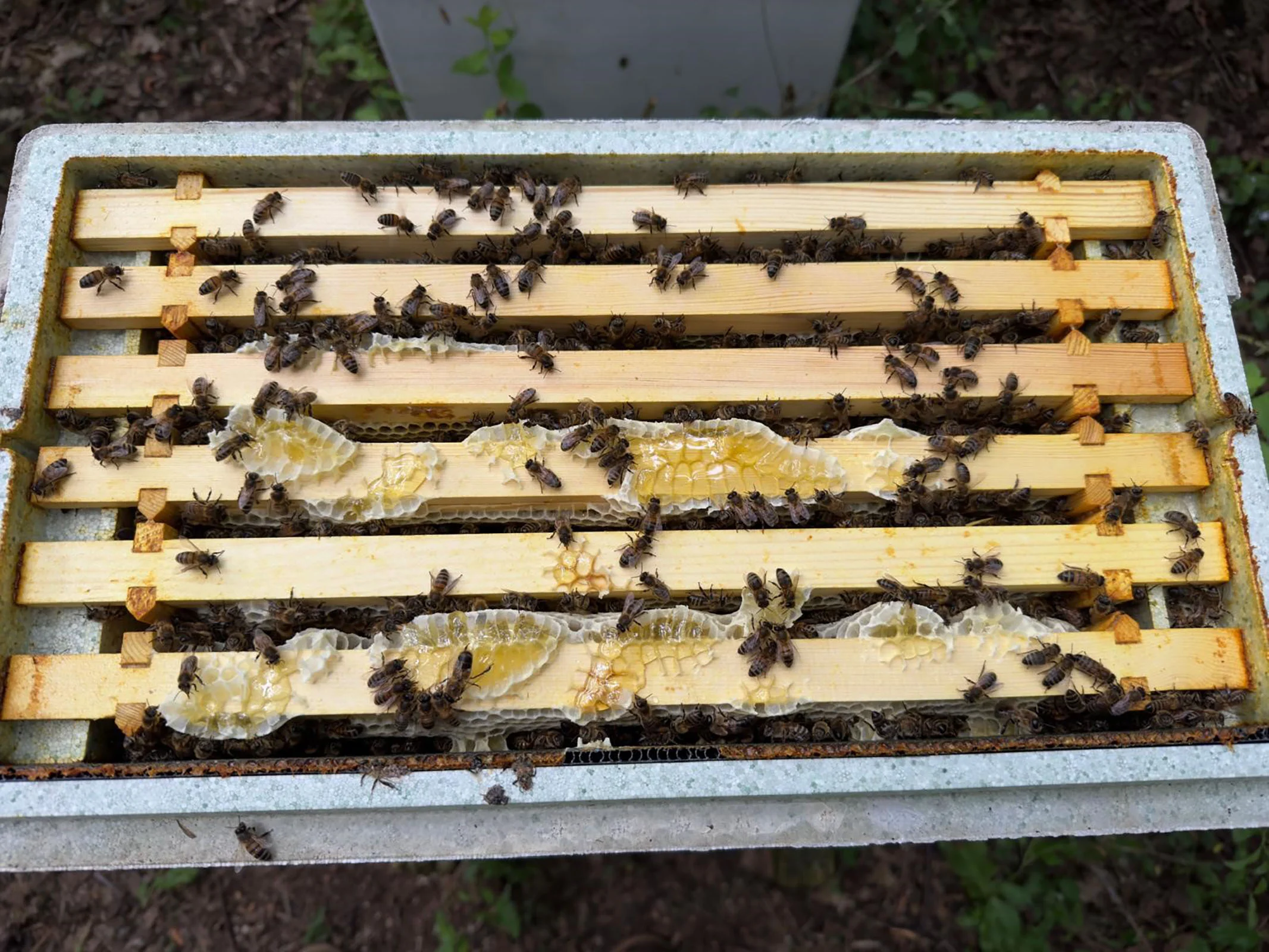 Bees making Honey on a NUC Frame