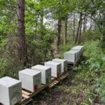 Beehives in forest clearing, surrounded by trees.