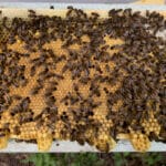 Bees on honeycomb frame in beehive.
