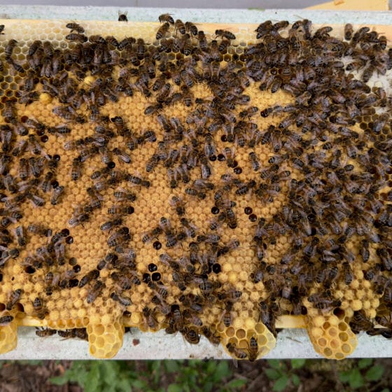 Bees on honeycomb frame in beehive.