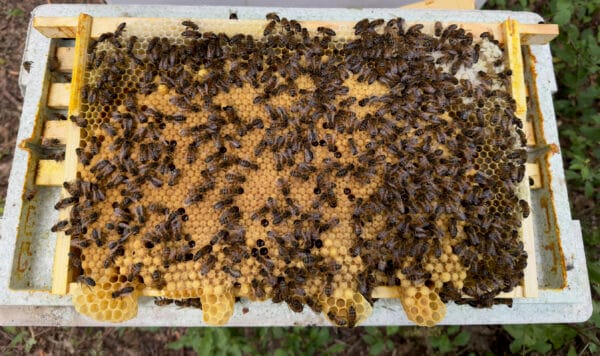 Bees on honeycomb frame in beehive.