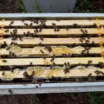 Bees on honeycomb frames in beehive box.