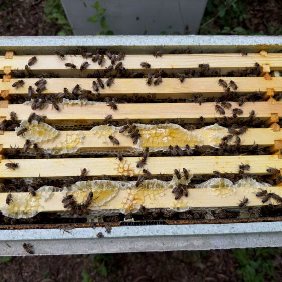 Bees on honeycomb frames in beehive box.