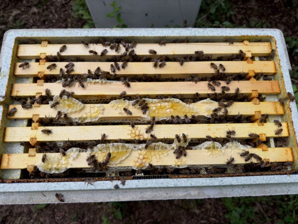 Bees on honeycomb frames in beehive box.