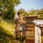 Beekeeper inspecting colourful hives in sunny field.