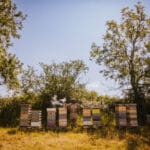 Beekeeper tending hives in sunny field