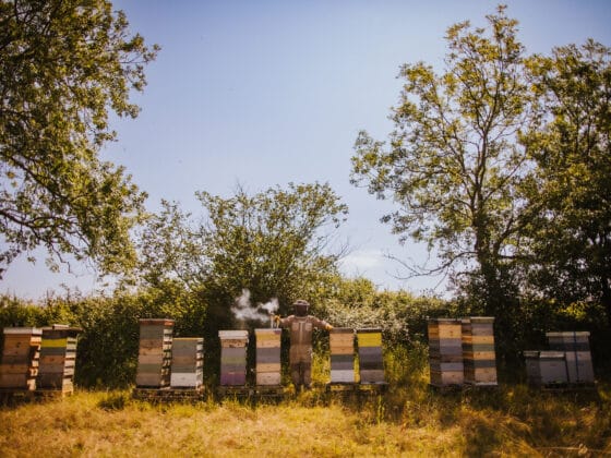 Beekeeper tending hives in sunny field