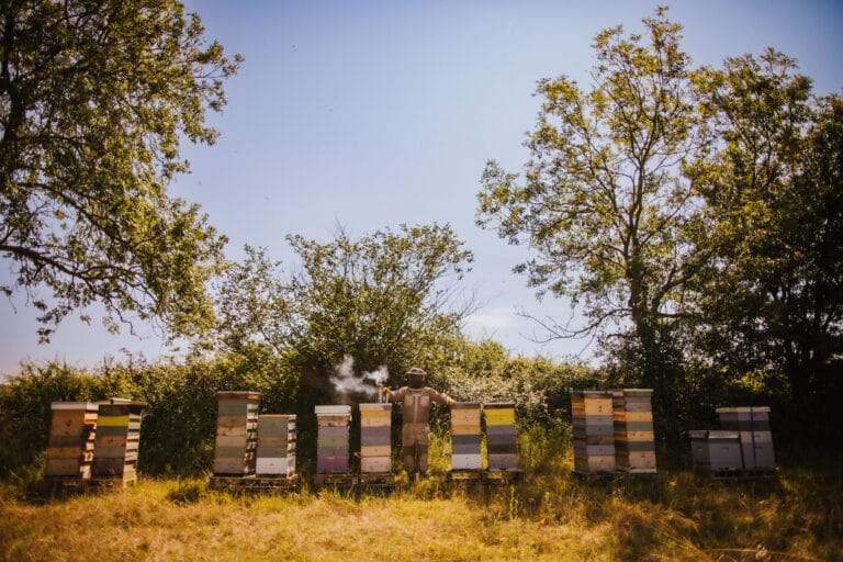 Beekeeper tending hives in sunny field