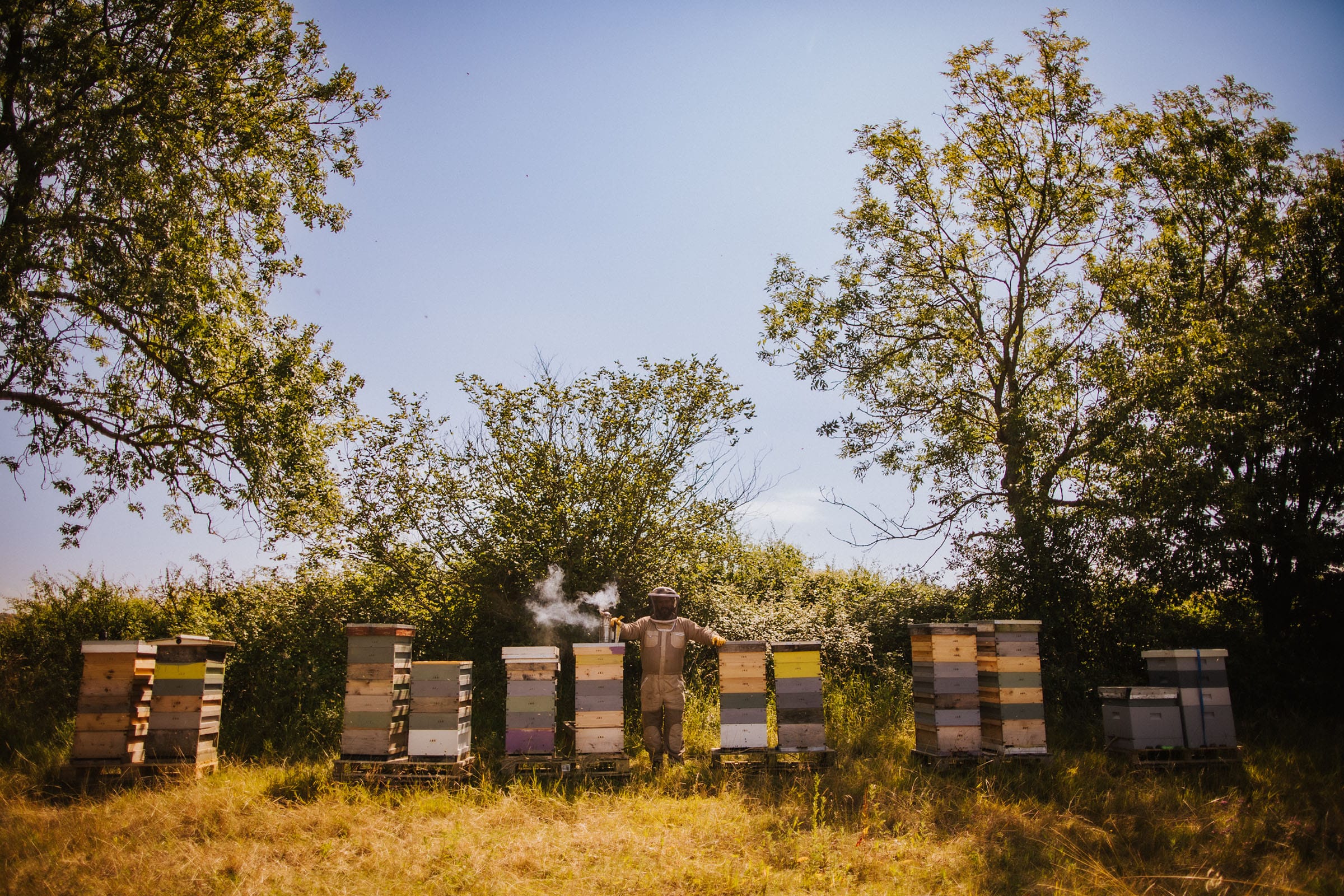 Beekeeper tending hives in sunny field