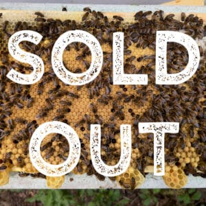 Bees on honeycomb frame with 'Sold Out' text