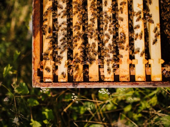 Honey bees clustering on wooden hive frames