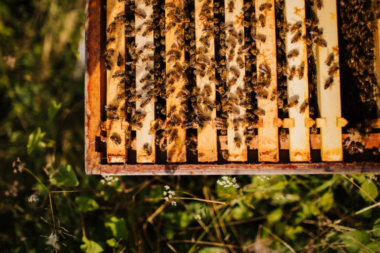 Honey bees clustering on wooden hive frames