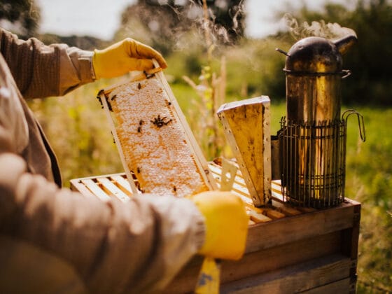 Beekeeper inspecting honeycomb frame with bees