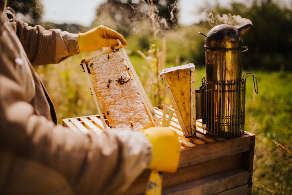 Beekeeper inspecting honeycomb frame beside smoking hive