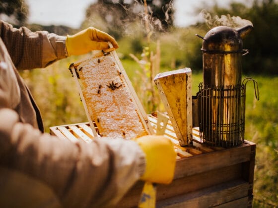Beekeeper inspecting honeycomb frame beside smoking hive