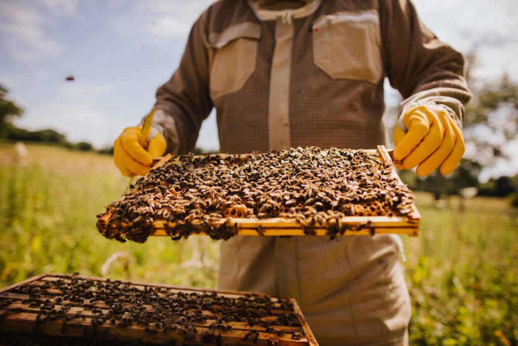 Beekeeper inspecting a honeycomb frame covered with bees