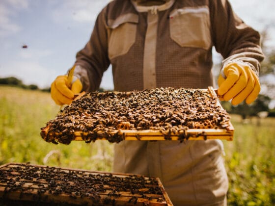 Beekeeper inspecting a honeycomb frame covered with bees